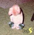 Pense nun gatin trabalhador........